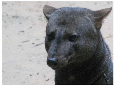 short eared dog