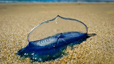 By-the-wind Sailor, Velella velella