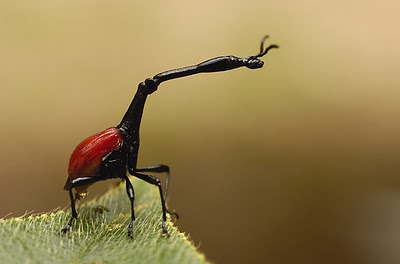 giraffe weevil