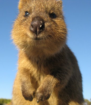 quokka
