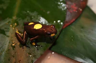 Harlequin Poison Dart Frogs, Oophaga histrionica, Oophaga sylvatica