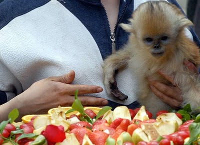 snub-nosed monkey birthday