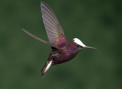 Snowcap, Microchera albocoronata