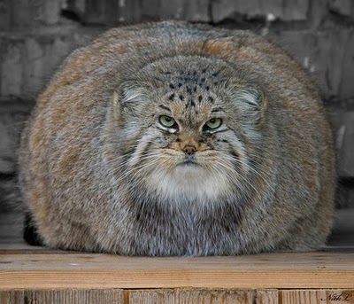 pallas's cat, manul