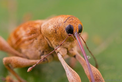 Meet the Pesky Little Acorn Weevil… That Looks Just Like a Muppet!