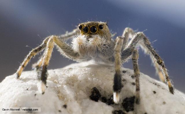 Meet the Spider that Lives On Top of the World: the Himalayan Jumping Spider