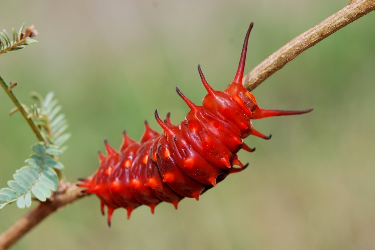 Battus_philenor_Caterpillar