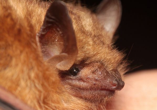happiest bat, tri-colored bat, Perimyotis subflavus (4)
