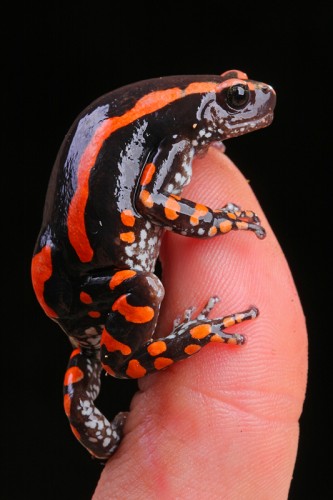 Banded Rubber Frogs Are Quite the Interesting Amphibians