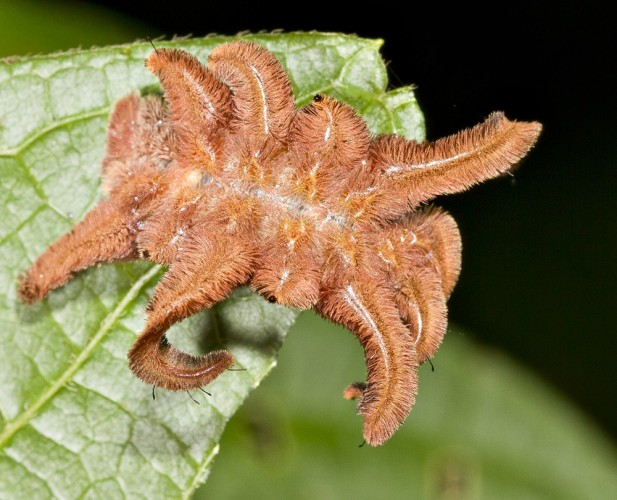 The Monkey Slug Caterpillar: ‘Bizarre’ Doesn’t Even Cut It.