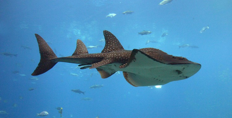 shark ray, Rhina ancylostoma (5)