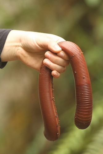 Hide Yo Kids, Hide Yo Wife, There’s Giant Earthworms Out There!