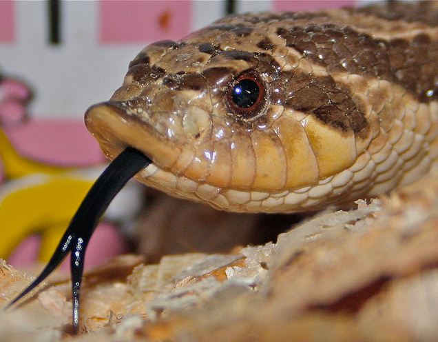 western hognose snake, Heterodon nasicus (3)