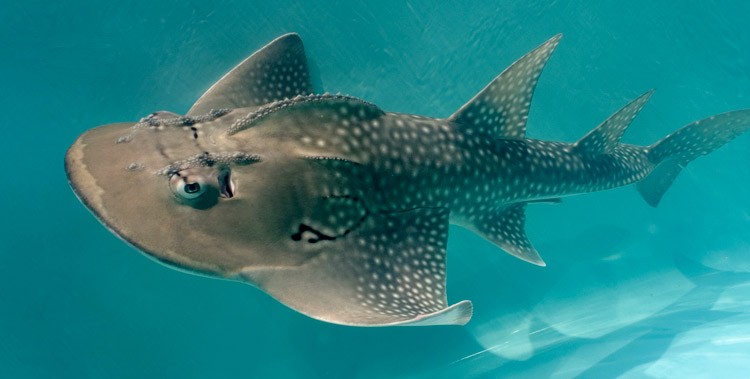 shark ray, Rhina ancylostoma (1)