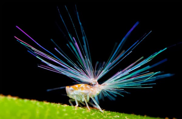 Planthopper Nymphs Have ‘Fireworks’ Shooting Out Of Their Butts
