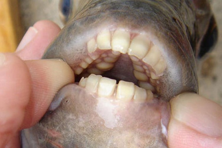 No Braces Necessary for the Sheepshead Fish With Human-like Teeth!