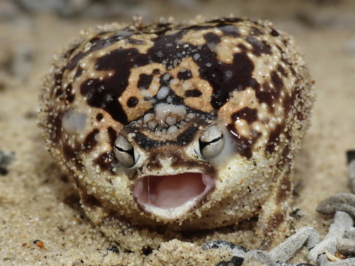 This Namaqua Rain Frog Looks and Sounds Just Like a lil Squeaky Toy! Warning: ADORABLE!