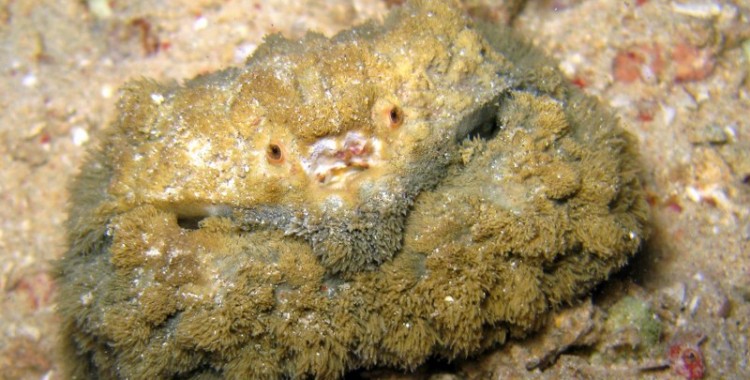 hairy crab, Pilumnus vespertilio (4)