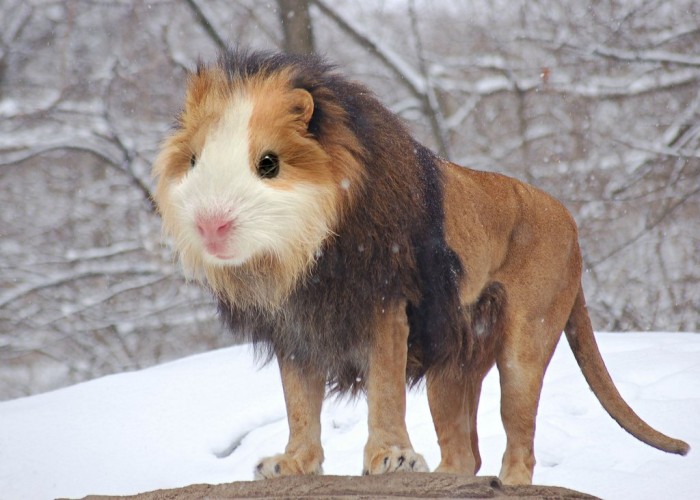 If Pokemon Were Real: Animal Hybrids I Wish Existed.. Er, Most Anyways.
