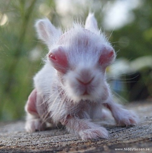 Hairless hot sale baby bunny