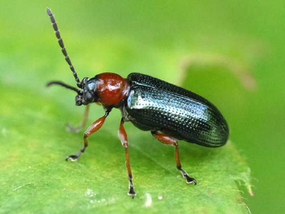 cereal leaf beetle, animal defense