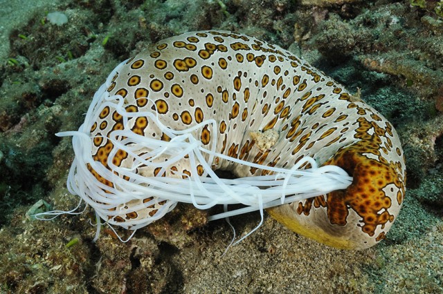 Image result for sea cucumber defense mechanism