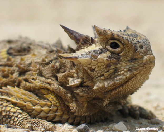 texas horned lizard, animal defense