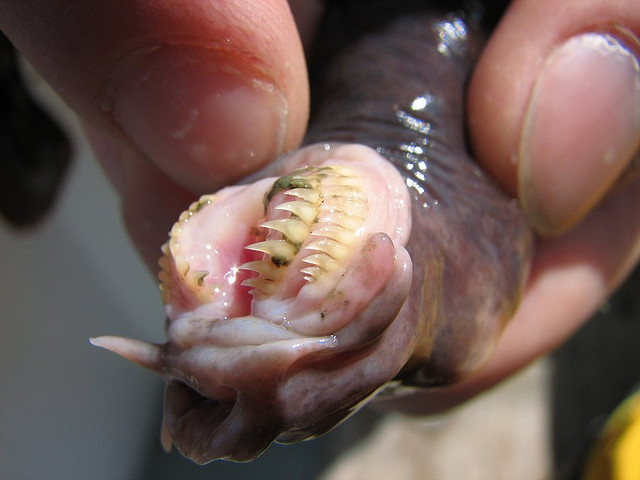 pacific hagfish teeth, animal defense
