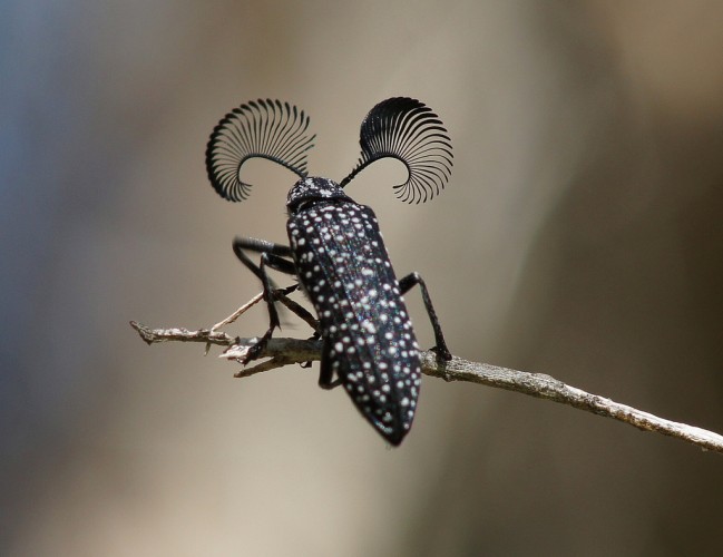 Meet the Feather-horned Beetle with Huge, Bushy ‘Eyebrows’!