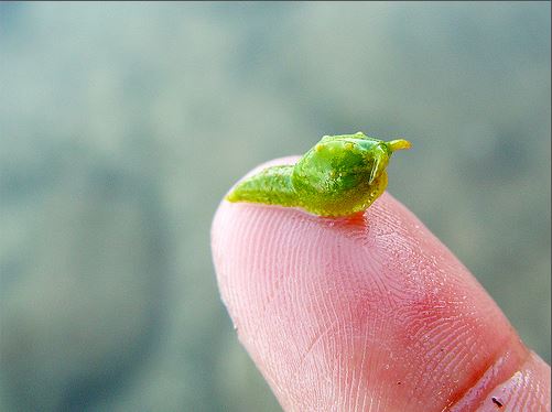 The Caulerpa Slug is the ‘little green Martian’ of the Sea Slug World