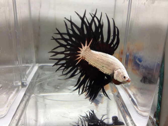 Is This the Coolest Looking Betta Fish … Ever?