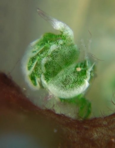 Newly Discovered ‘Little Green Shrimp’ Is the Cutest, Tiniest Ocean Dweller