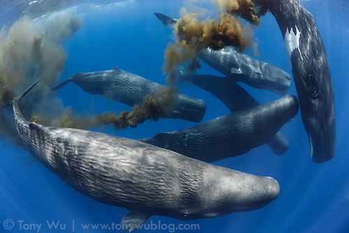 pygmy sperm whale poop, animal defense