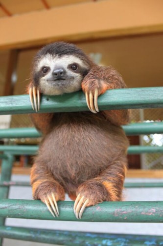 cute baby sloths gif