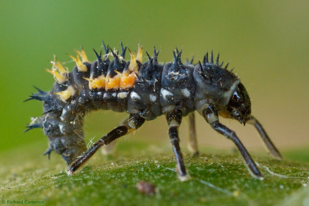 6 of your Favorite, Popular Insects In Their 'Baby' Forms | Featured ...