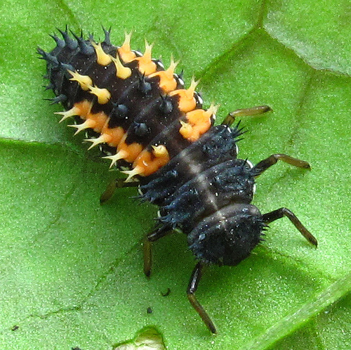 insect-predator-ladybug-larva.jpg