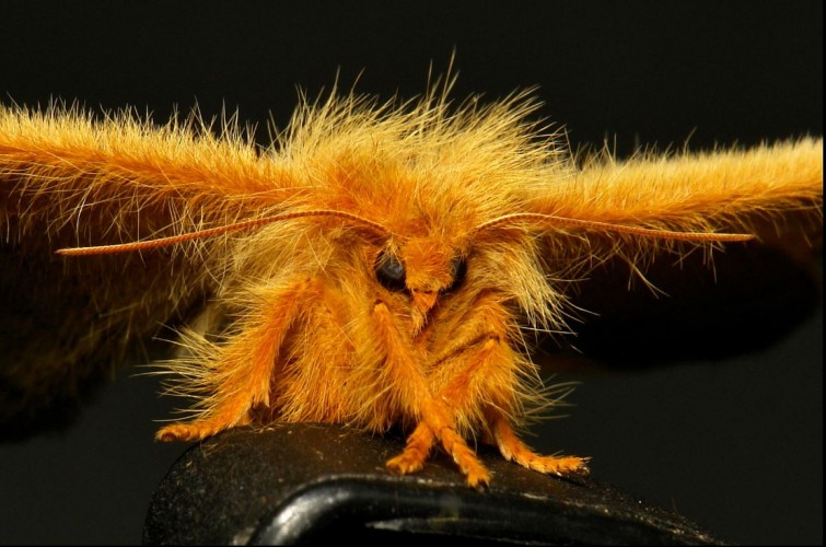 giant fluffy moth