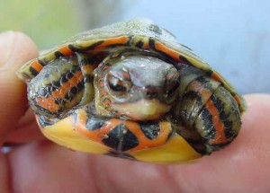 The Ornate Wood Turtle: A Living Masterpiece! | Featured Creature