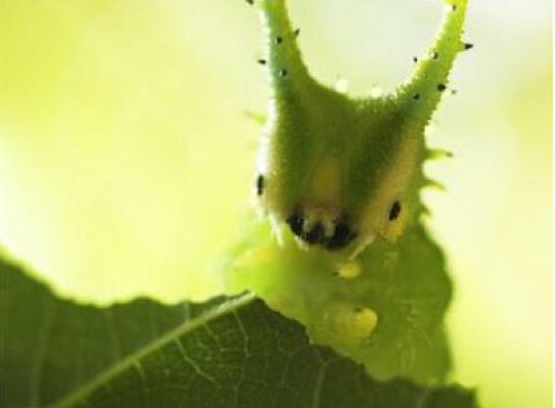 japanese emperor butterfly, Oomurasaki larva, オオムラサキ 幼虫 (1)