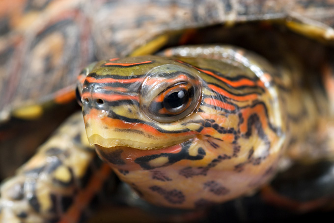 ornate wood turtle, pulcherrima manni (3)