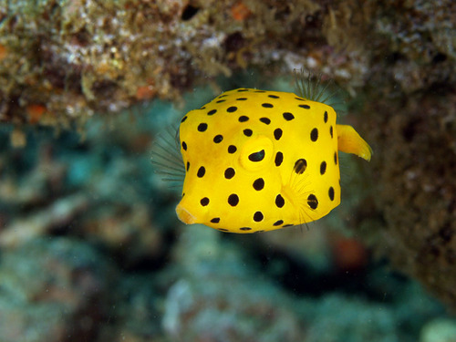Yellow Boxfish: Who Knew Cubes Could Be So Cute?