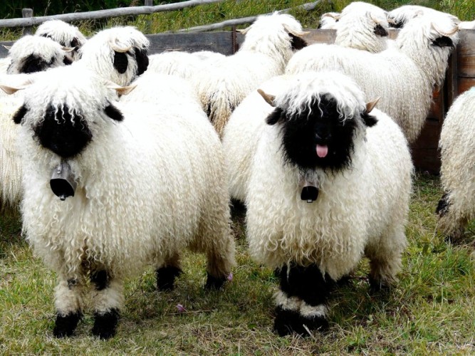 Valais Blacknose Sheep Are the OMGWTF Kind of Cute