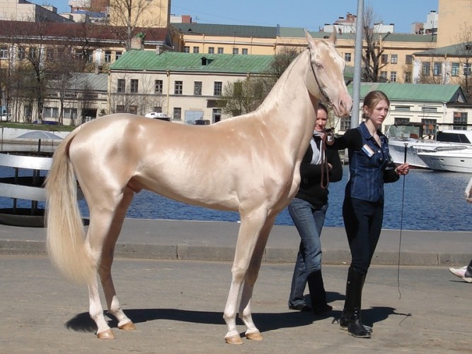 gold akhal teke