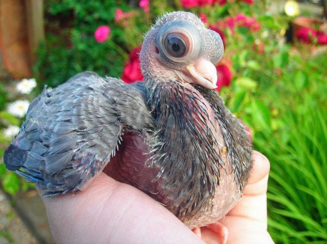 Behold the Bizarre, Bug-eyed Budapest Pigeon