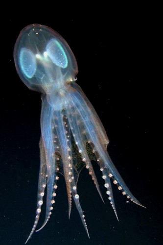 Vitrelladonella richardi, Vitrelladonella richardi, deep sea octopus (2)