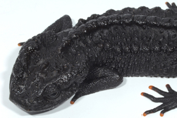 Tylototriton ziegleri, crocodile newt 