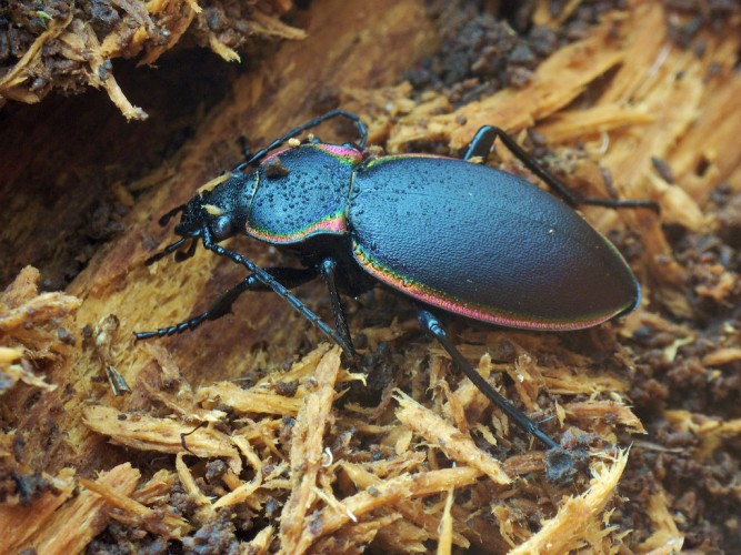 Carabus marginalis, glowing-edged ground beetle (1)
