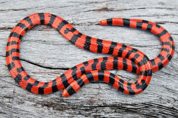 American Pipe Snake