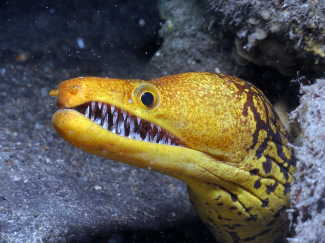 fangtooth moray eel, Enchelycore anatina (3)