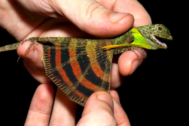 flying lizard animal